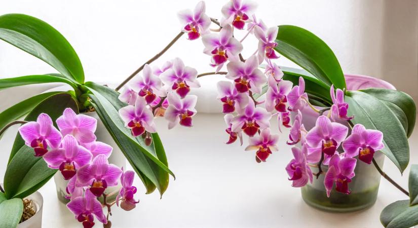 Ha így öntözöd az orchideát, biztosan elpusztul