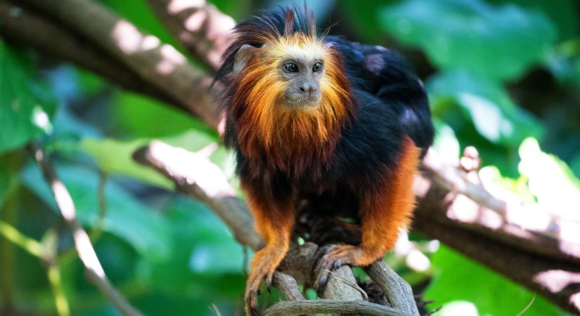 Majmot találtak a pénzügyőrök a szlovén határnál – Kisbuszból került elő a veszélyeztetett állat