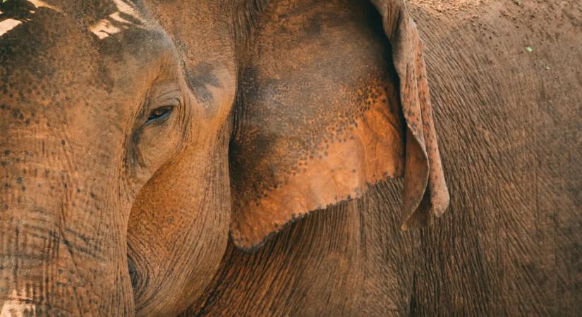 Közel két tucat embert ölt meg egy felbőszült elefántbika Indiában