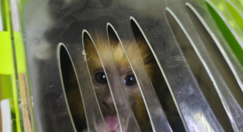 Egy kismajmot próbált kicsempészni az országból egy román férfi, de lekapcsolták a határon