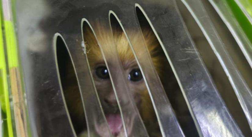 Dobozban akart kicsempészni egy aranyfejű oroszlánmajmot a román férfi, Rédicsen ütöttek rajta