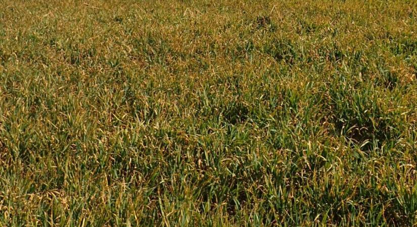 Az árpa „csendes gyilkosa” már tavasszal támad: a tél sem állította meg