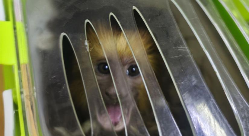 Éjszaka állították meg – amit találtak, az sokkolta a hatóságokat