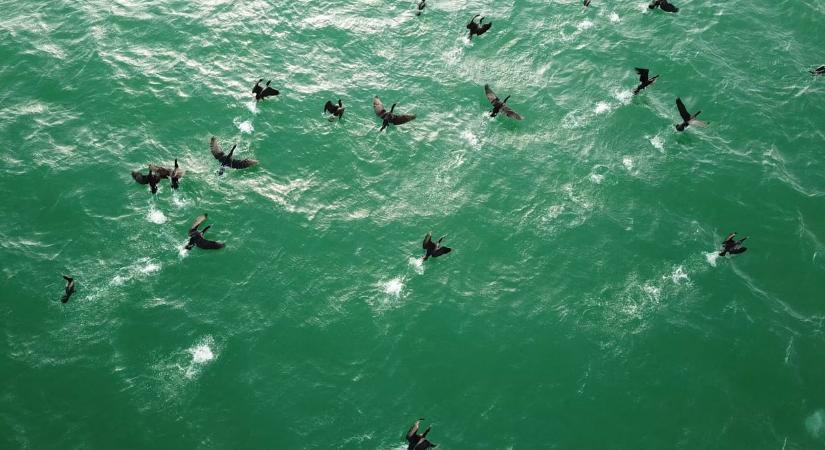 Ólmot kaphattak a védett kis kárókatonák is, már a rendőrség is nyomoz