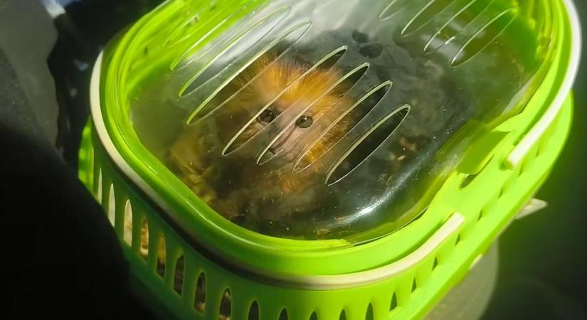 Aranyfejű oroszlánmajmot akart átcsempészni Magyarországon egy román férfi