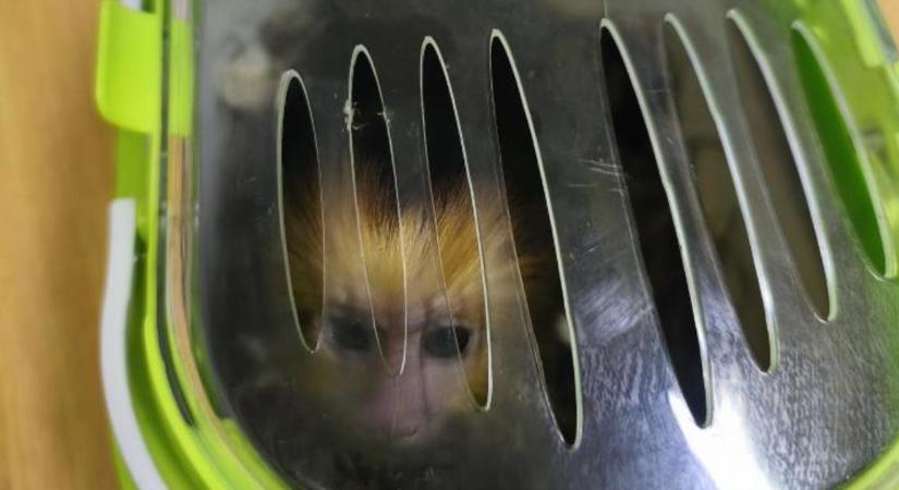 Aranyfejű oroszlánmajmot akart átcsempészni egy férfi kislányának, nem volt jó ötlet – videóval