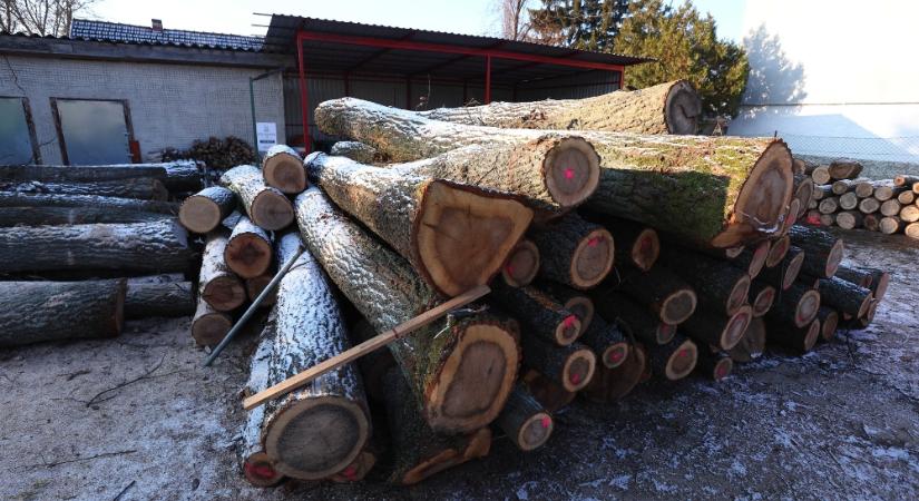 Tovább folytatódik a tűzifa kiszállítása