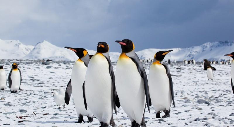 Rasszista megjegyzés miatt reagált a Manchester City a Pudgy Penguins új posztjára