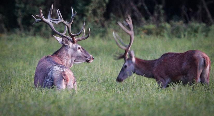 A jeges Rába fogságába esett, és elpusztult két szarvas
