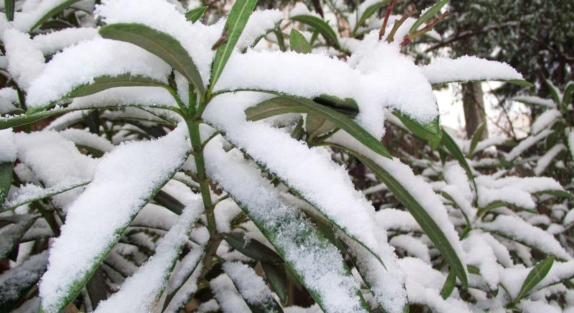 Így teleltess leandert az extrém hidegben, ezzel a trükkel a mínusz 10-et is kibekkeli neked