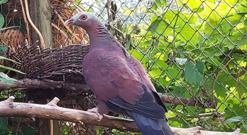 Eltűnt egy világszinten ritka galamb Hódmezővásárhelyen