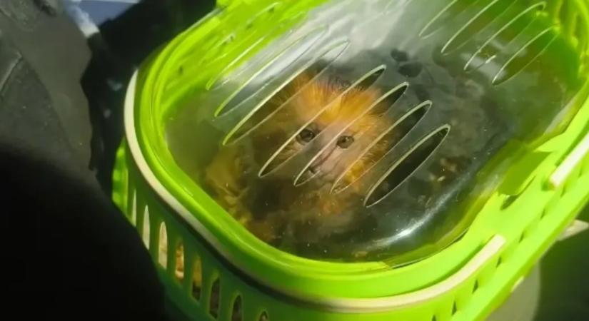 Kismajmot találtak egy román furgonban a magyar pénzügyőrök