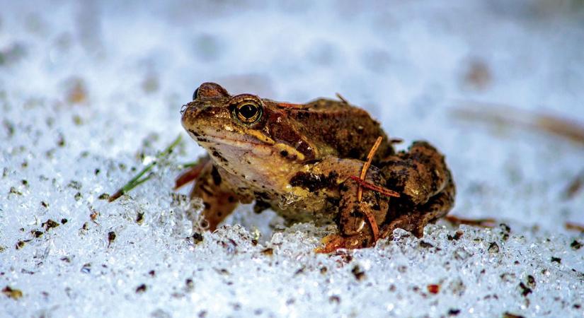Óriási bajban a kétéltűek: a fajok mintegy 40 százalékát a kihalás fenyegeti