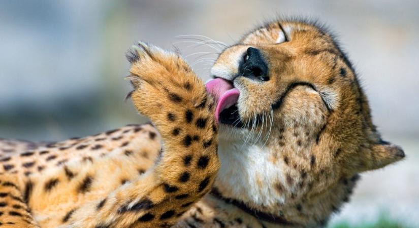 Lenyűgöző módon választanak párt maguknak a gepárdok