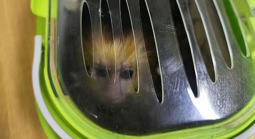 Pici majmot próbáltak átcsempészni a határon - fotó