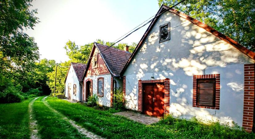 Szüreti Pincenyitogató 2026 Hajós