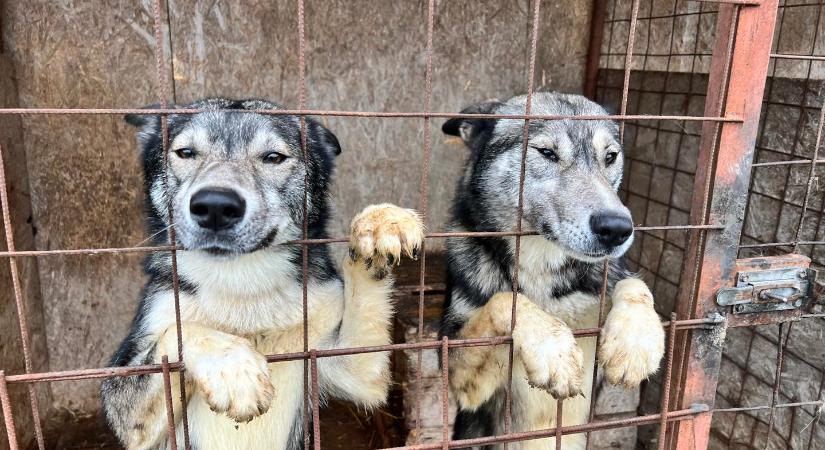 „Kutyavásár” Sepsiszentgyörgyön: a főtérre viszik a gazdára váró menhelyi ebeket