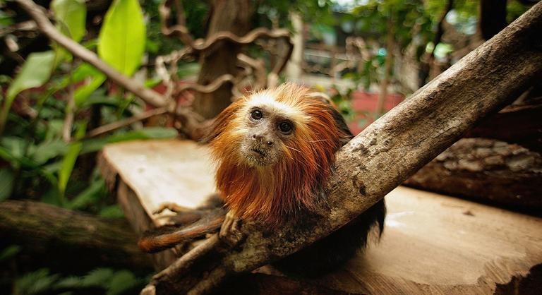 Veszélyeztetett majmot akart kicsempészni egy férfi, eljárás indult ellene