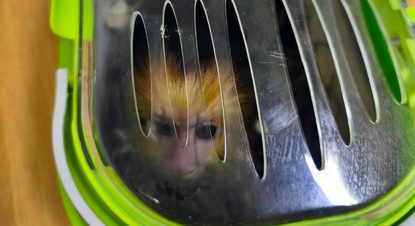 Egzotikus állatot próbált átcsempészni a határon, de Zalában lebukott a román férfi