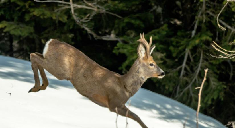 Vadállatok a lakott területeken? Egyre többen érkeznek