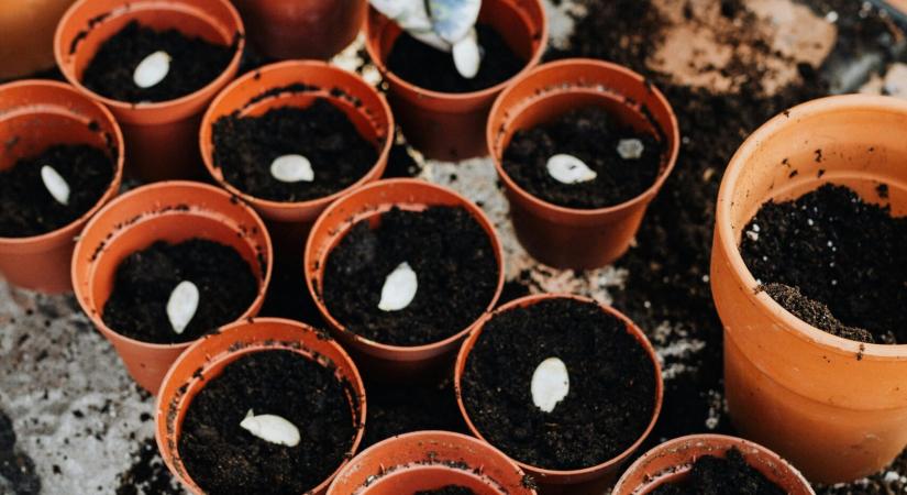 Hogyan válassz vetőmagot? – Útmutató tudatos kertészeknek