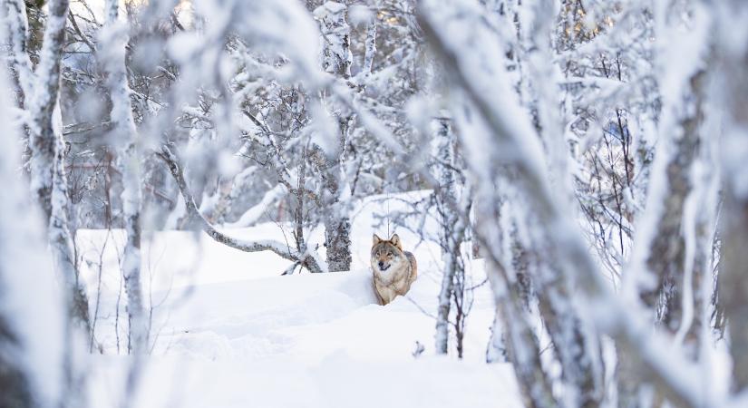 Farkastámadás lakott területen: egyre bátrabb a ragadozó a Mátrában