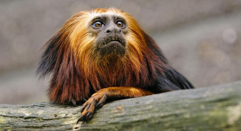 Aranyfejű oroszlánmajommal akarta meglepni kislányát, a NAV lecsapott az ajándékra