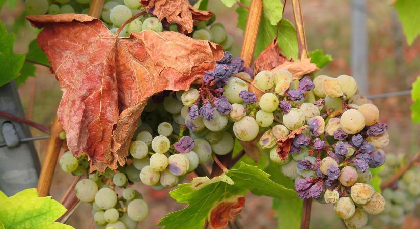 2025 a negyedik legszárazabb év volt 1901 óta