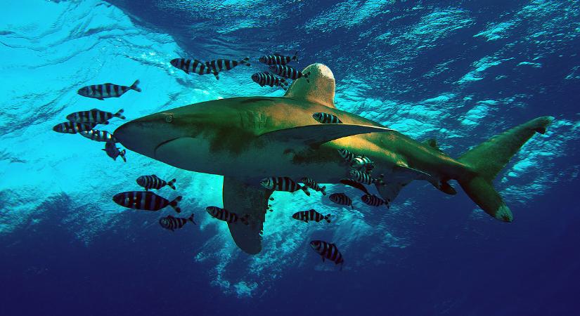 Pánik a magyarok kedvenc üdülőhelyén: cápaveszély miatt sorra zárják a strandokat