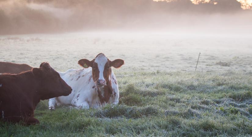 Gyanús, de nem bűnös: a Bovaer miatt betegednek meg a tehenek?