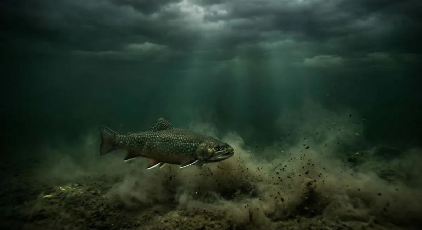 „Ezt a mocskot már nem lehet feltakarítani!” – Vészjósló kijelentést tettek a DDT-ről