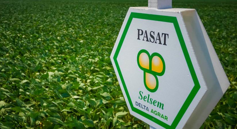 Ez a növény lehet a jövő nyertese, de sok múlik az időzítésen!