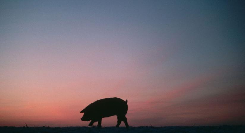 Szolnok utcáin csendesen ballagott a tarka disznó, mintha mindig is odatartozott volna – videóval