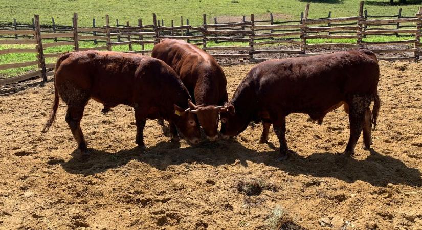 A limousin titka: így marad versenyképes a húsmarhatartás