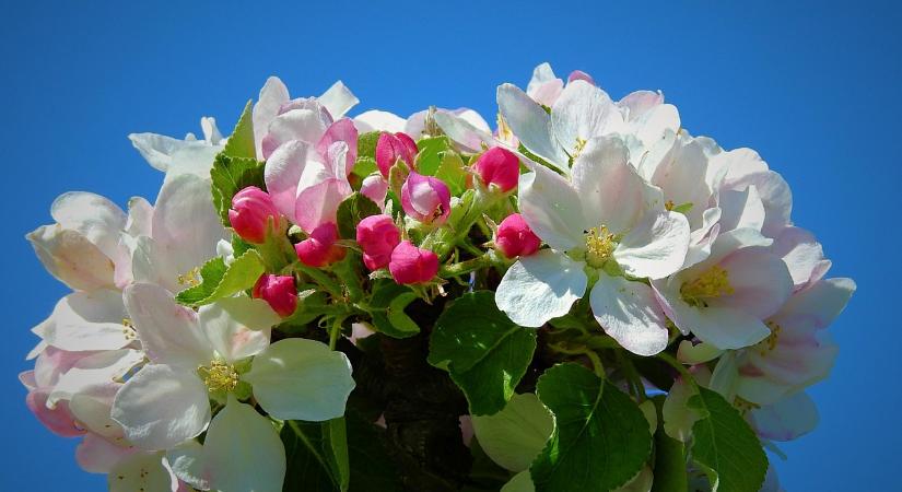 Lengyel mintára lehet jó a hazai alma ágazat