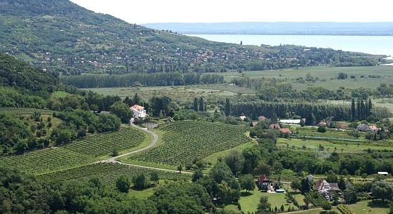 Balaton-felvidéki szőlőbirtokot vett az MNB új alelnöke