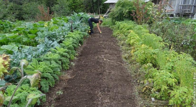 Így tervezd meg a vetésforgót a konyhakertben