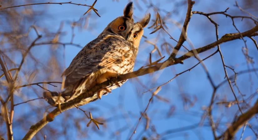 A telelő baglyok megfigyelésére kérik a lakosságot