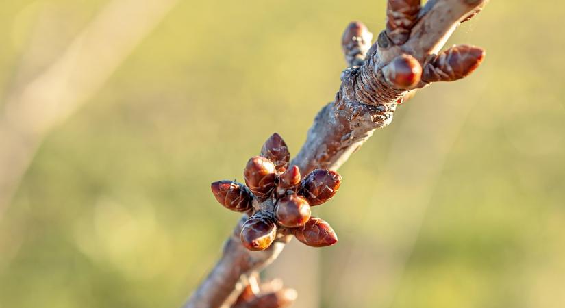 Gyümölcsfák rügyvizsgálata: mit látsz januárban a következő szezonból?