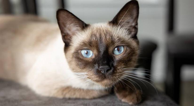 Ezek a macskák élnek a legtovább: a lista sok gazdit meglephet