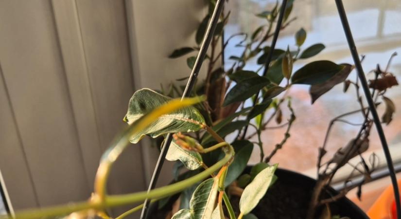 Miért hullik télen a tölcsérjázmin levele?