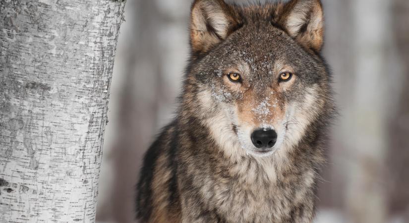 Mátrafüredi farkastámadás: megszólalt a szakértő
