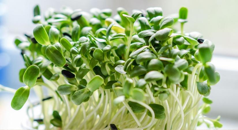 Mikrozöldek termesztése télen – 10 nap alatt sikerélmény a konyhában