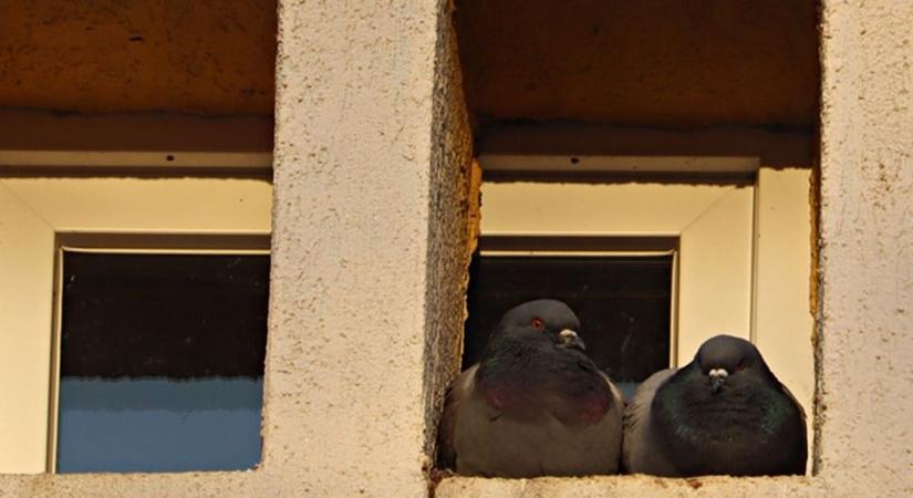 Szerdára virradóra csikorgatja majd a fogát a tél – még a galambok is behúzódnak