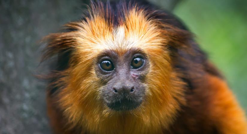 Lebukott a román férfi a magyar határon: durva, milyen állat volt nála