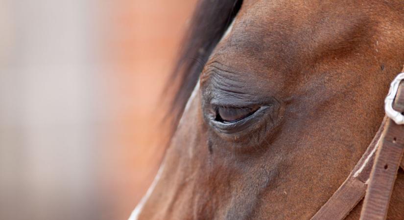 Napokig hevert egy lótetem a város egyik mellékutcájában - fotóval