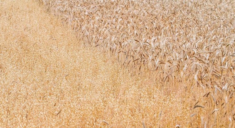 Zuhan a búza ára, extra nyomás alatt a termelők