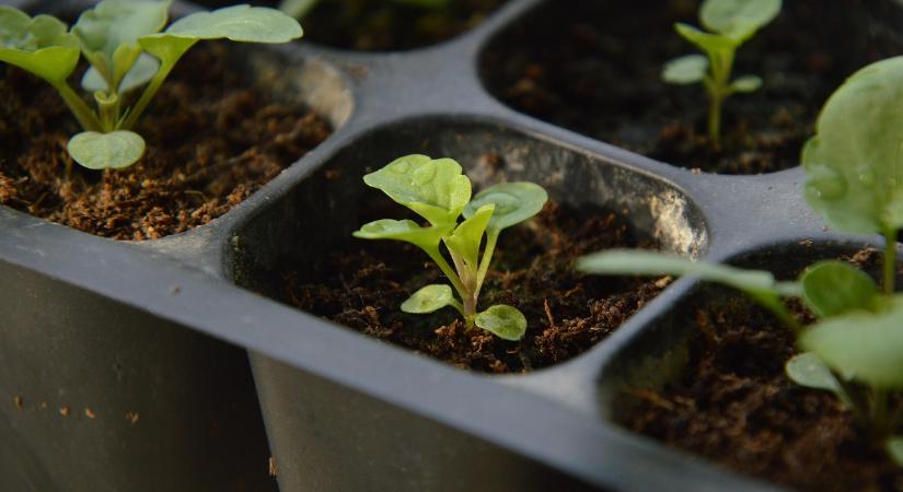 Új szaporítóanyag jogszabály a láthatáron