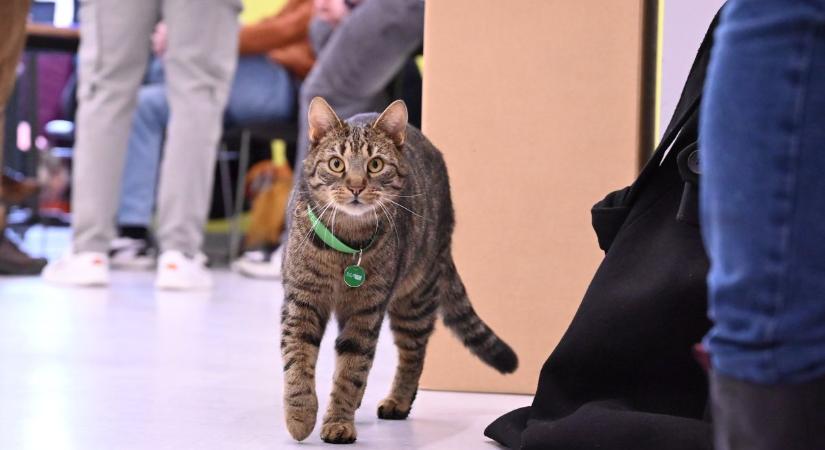 Mütyi cica és Tepsi kutya is részt vehetett az egyetem nyílt napján