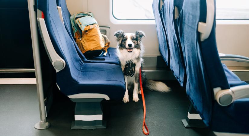 Pókerkészlet, mankó, vívókard és egy tacskó: elképesztő, az emberek miket hagynak a vonatokon